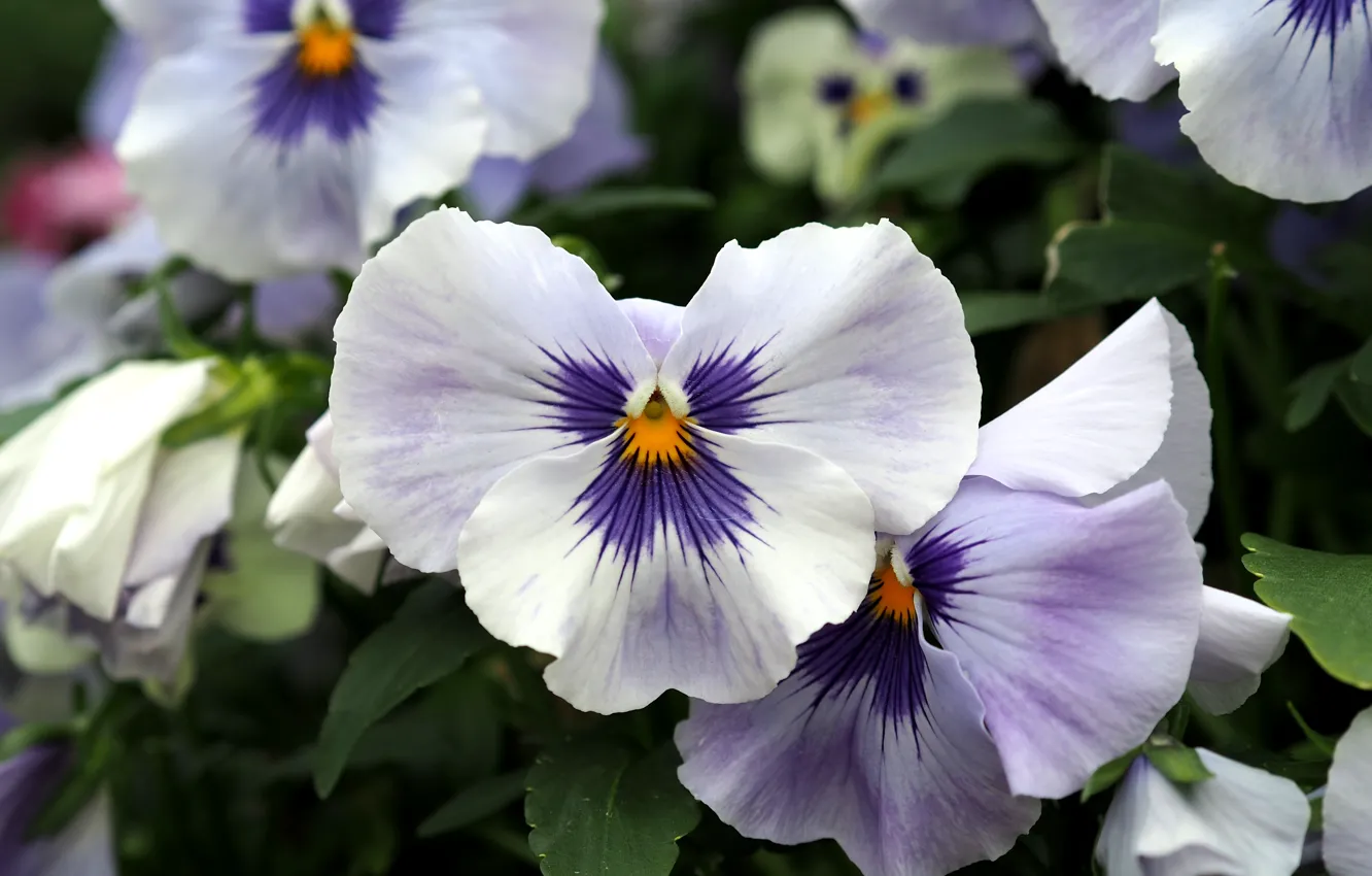 Фото обои Цветочки, Flowers, Анютины глазки, Pansies