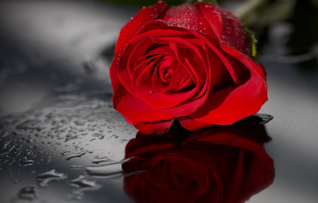Фото обои вода, капли, отражение, роза, бутон, красная, алая
