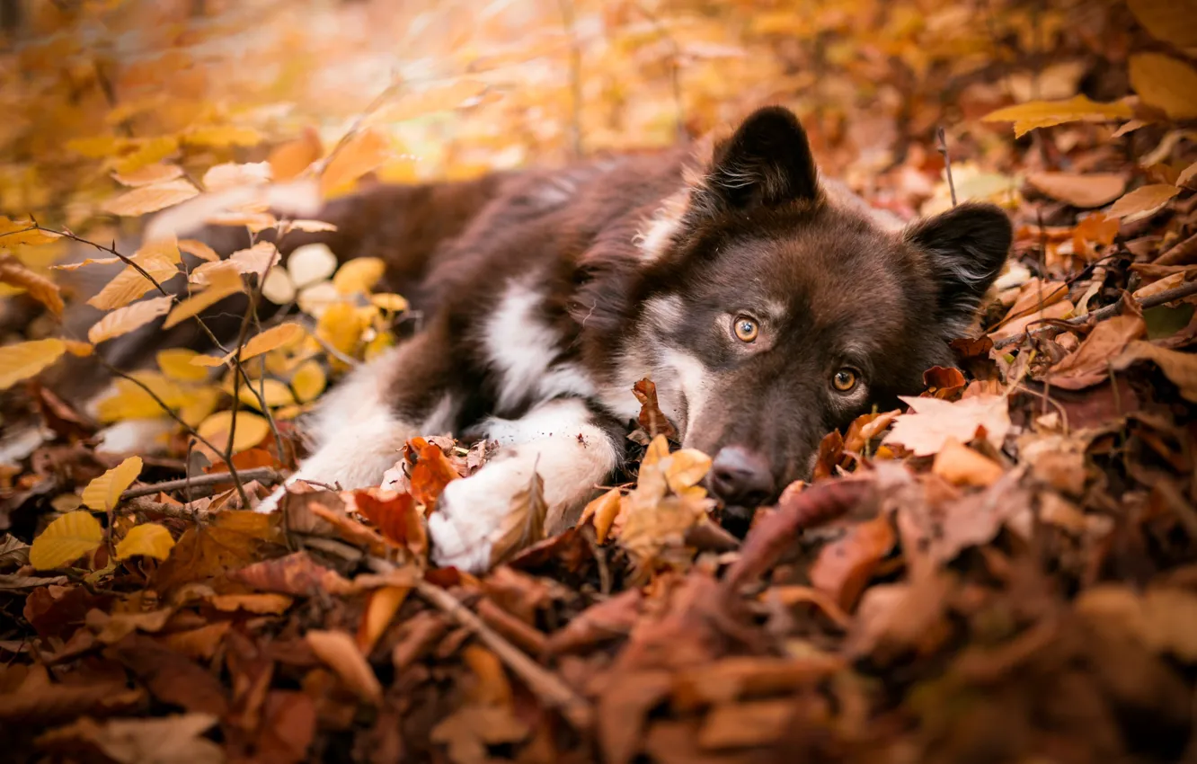 Фото обои осень, взгляд, листья, ветки, природа, поза, собака, малыш