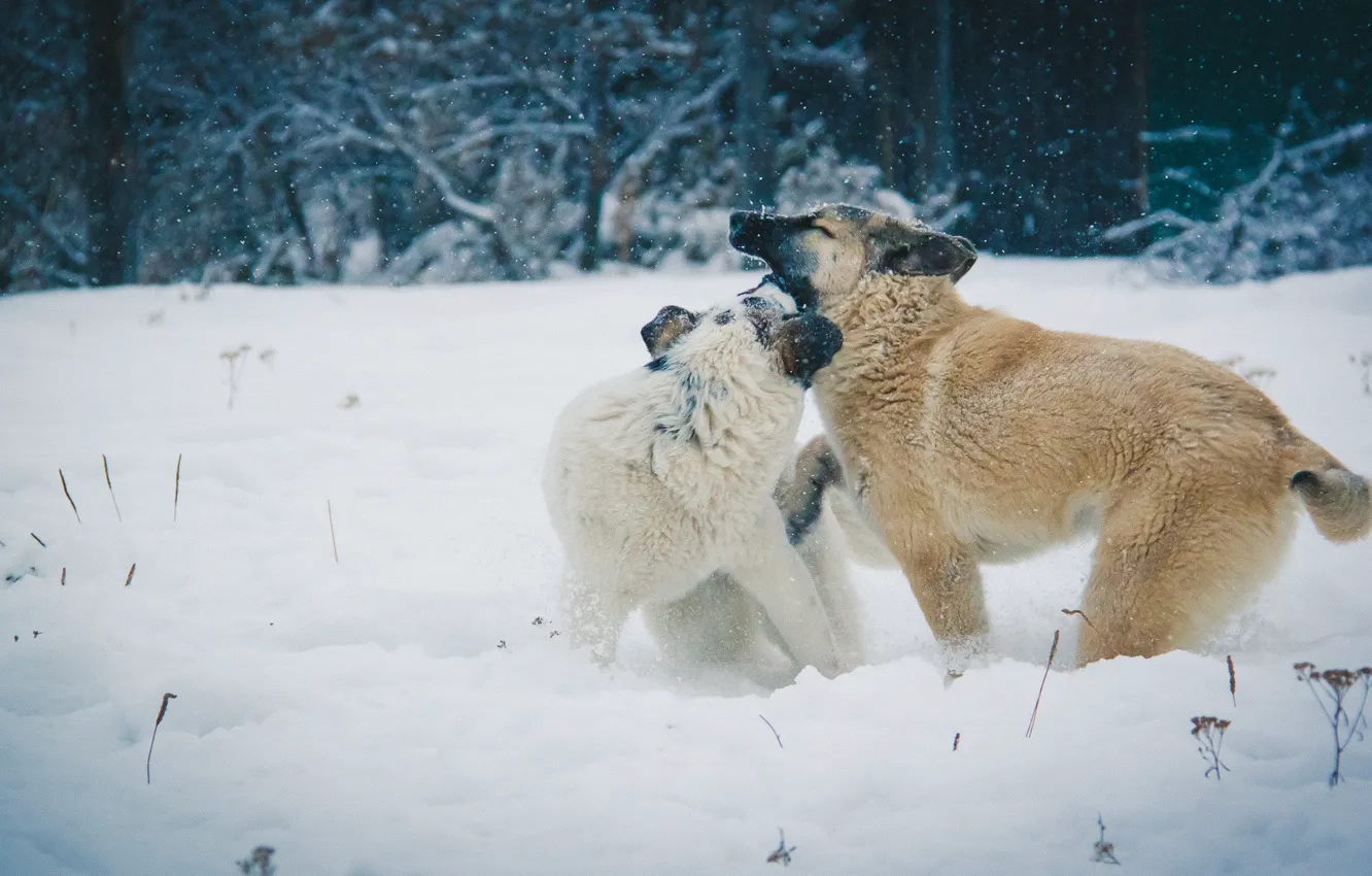 Фото обои зима, собаки, снег, игры, деревня