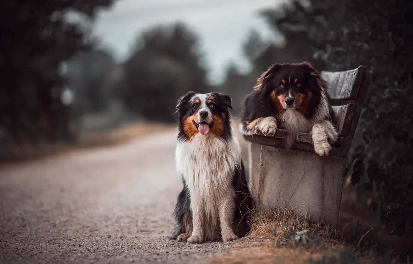 Фото обои дорога, собаки, скамейка, Австралийская овчарка, Аусси, отец и сын