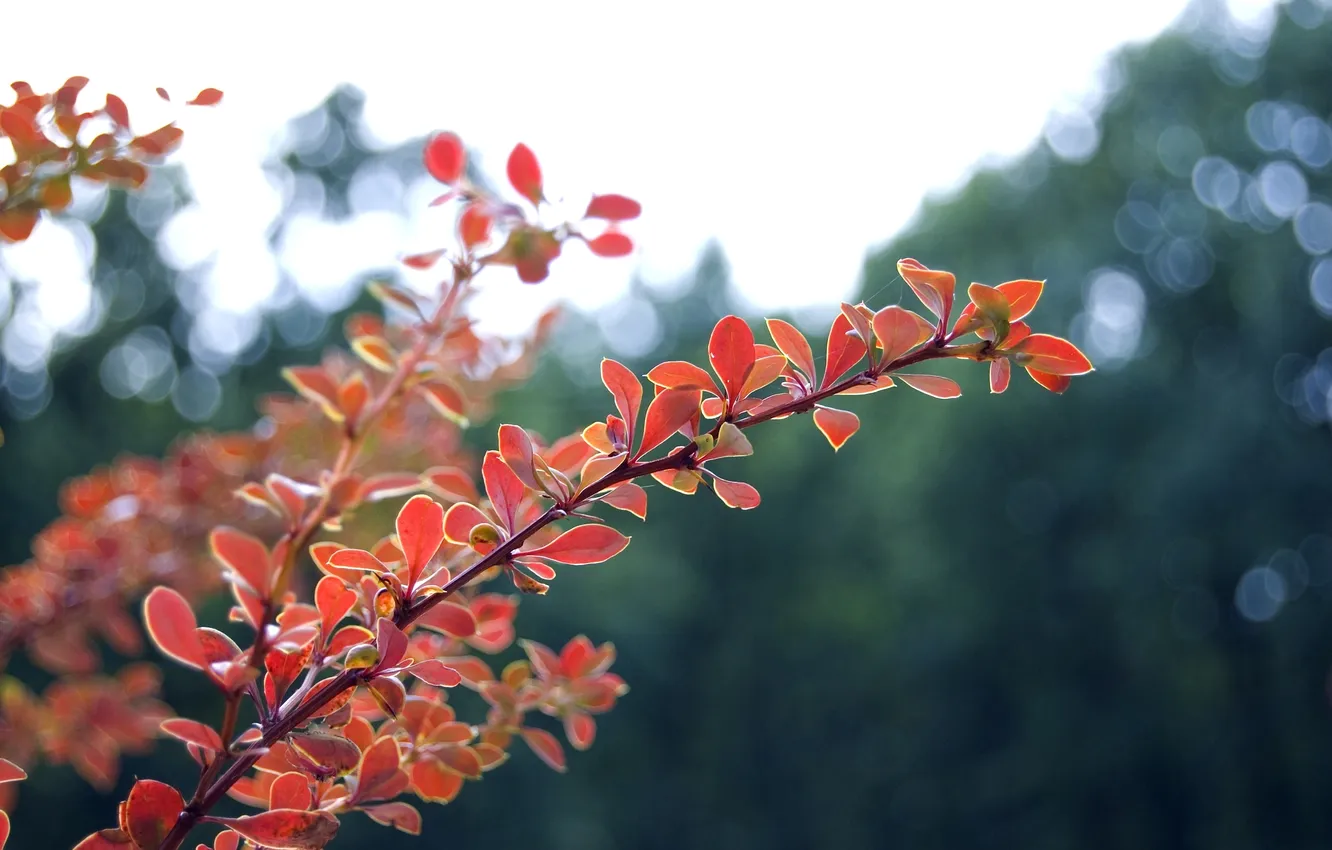 Фото обои осень, листья, макро, свет, природа, блики, ветка, размытость