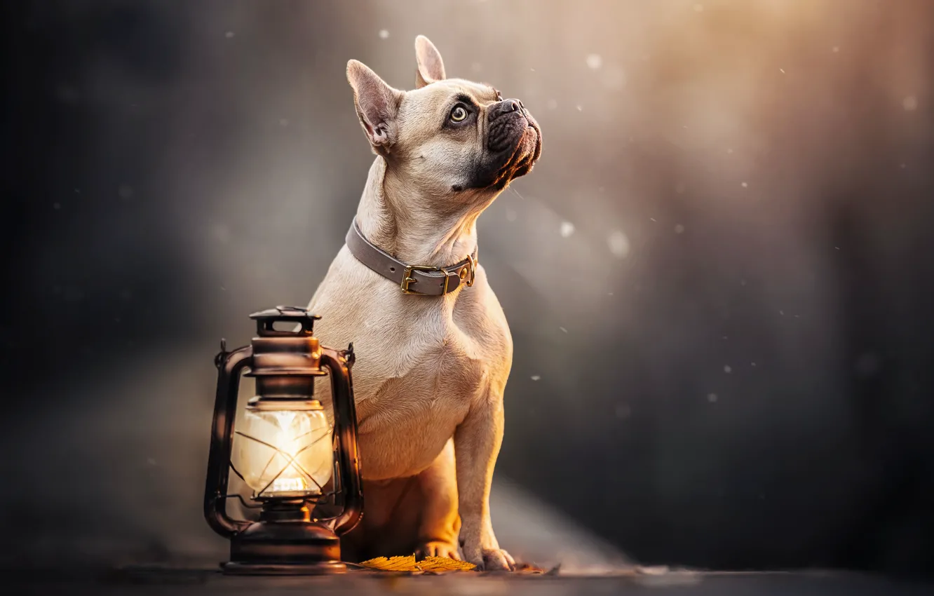 Фото обои собака, фонарь, ошейник, Французский бульдог