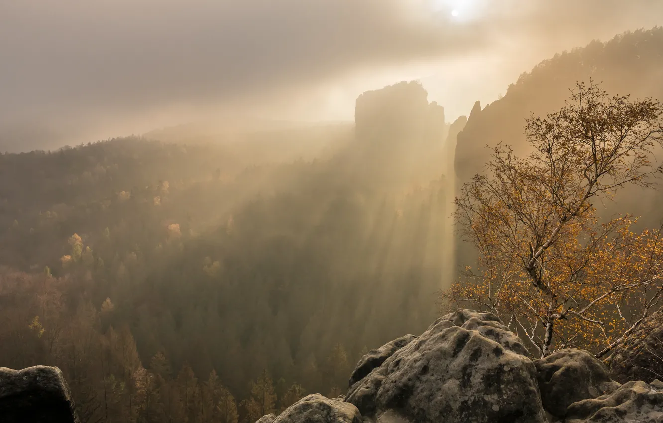 Фото обои осень, лес, небо, солнце, облака, лучи, свет, деревья