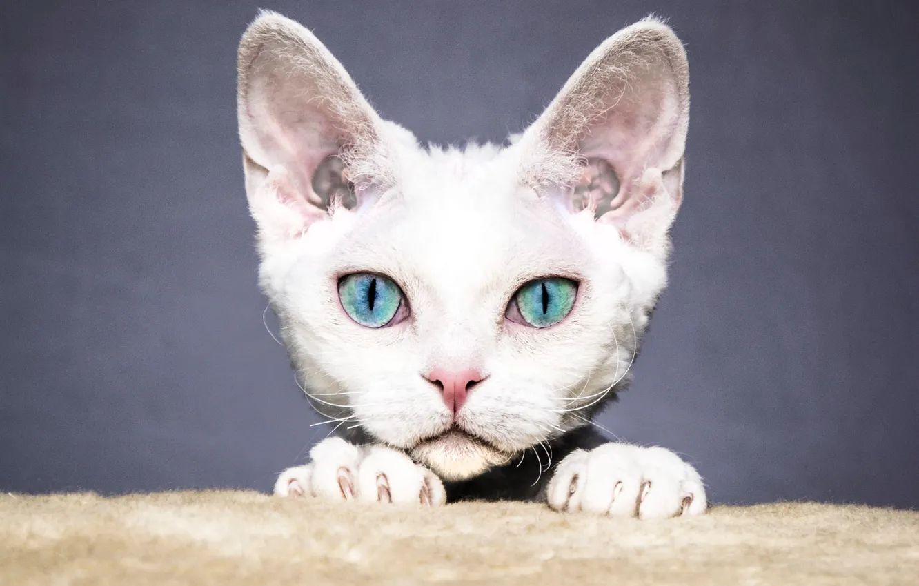 Фото обои кошка, белый, глаза, кот, взгляд, морда, котенок, серый