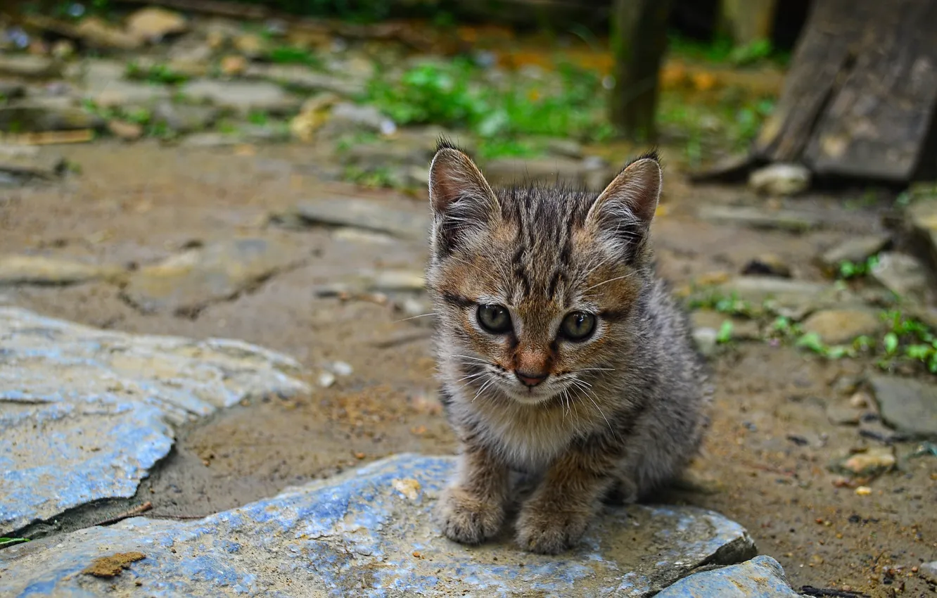Фото обои глаза, взгляд, фон, котёнок