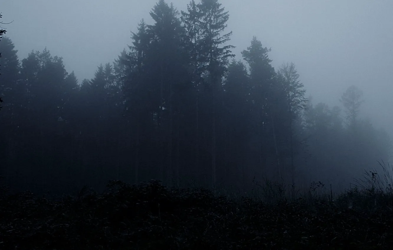 Фото обои лес, деревья, туман, мрак