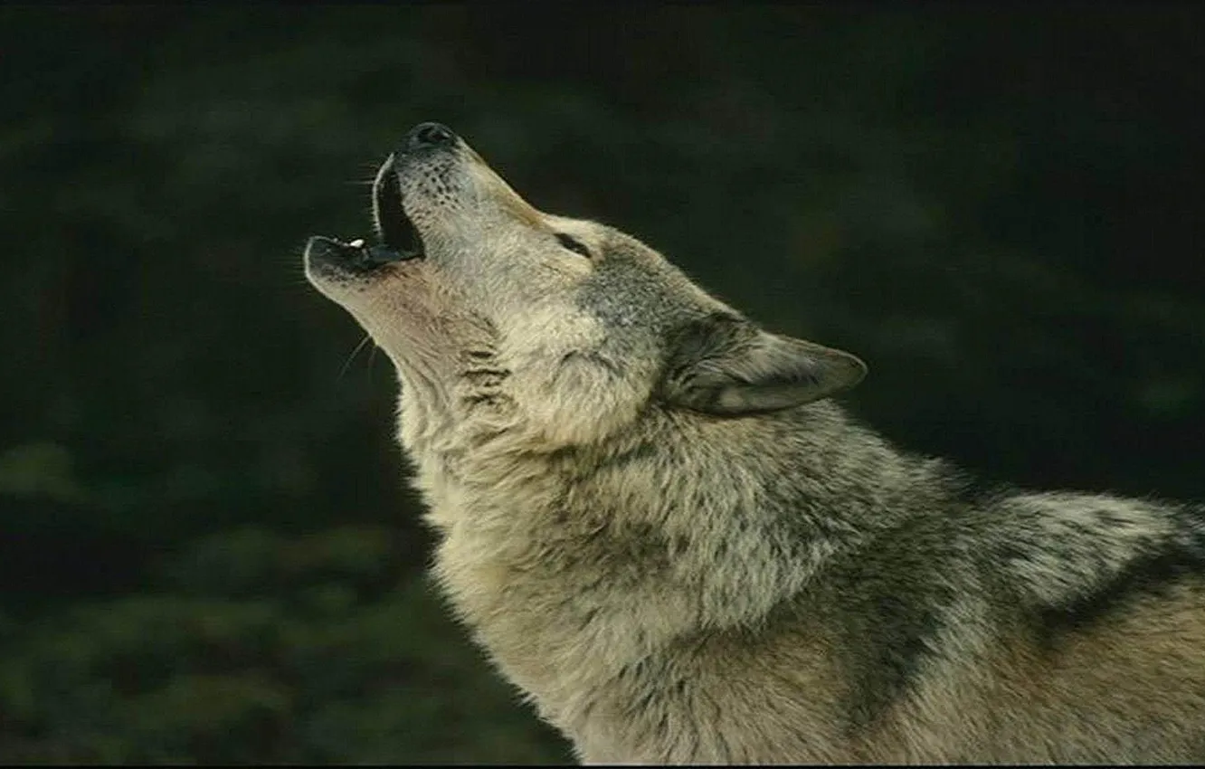 Фото обои nature, predator, animal, wolf, wildlife, portrait, portrait., Canis lupus. face
