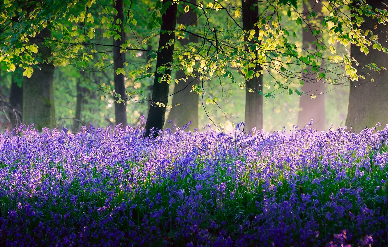 Фото обои лес, свет, деревья, цветы, природа, Англия, весна, Май