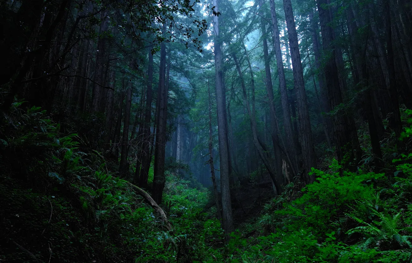 Фото обои лес, деревья, природа, USA, США, сумерки, Purisima Open Space, David Henry