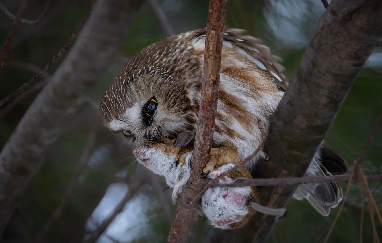 Фото обои деревья, сова, птица, крыса, добыча, грызун, неясыть
