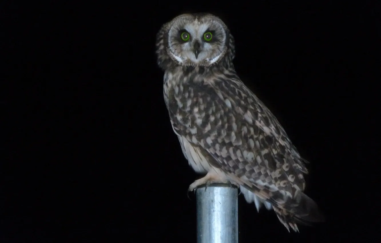 Фото обои взгляд, ночь, сова, птица