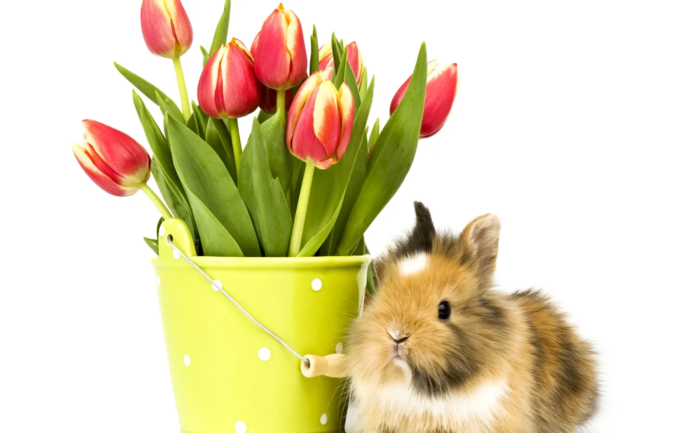 Фото обои фото, Цветы, Кролик, Тюльпаны, Животные