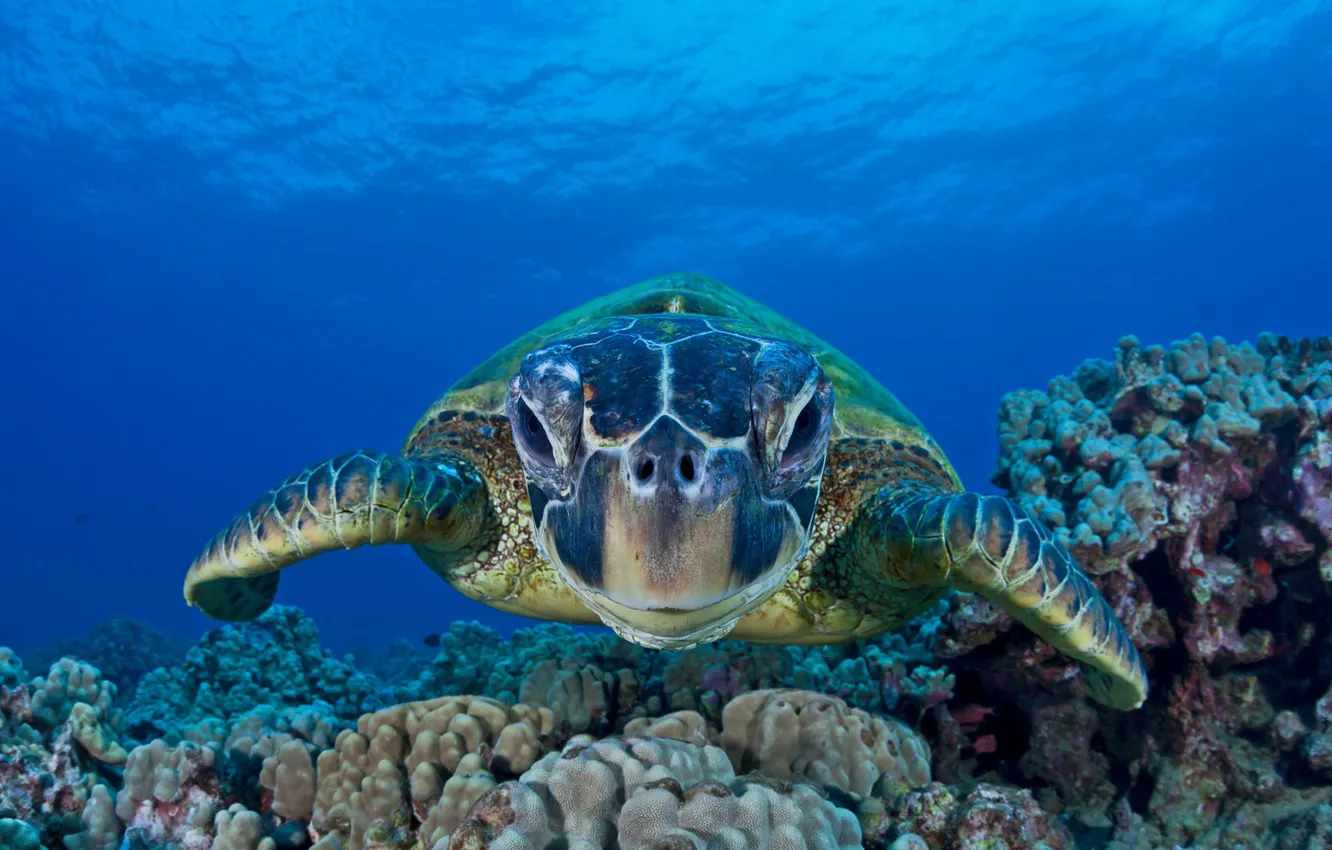 Фото обои море, океан, зелёная черепаха