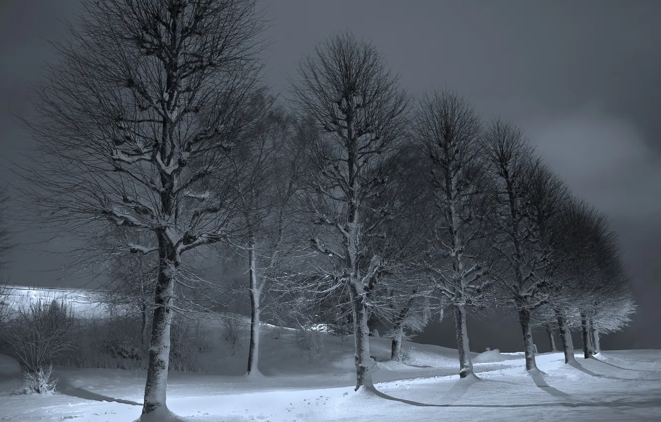 Фото обои зима, деревья, ночь