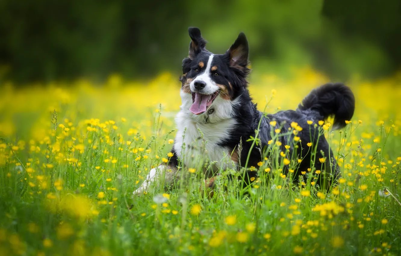 Фото обои радость, цветы, собака, луг, прогулка, Бернский зенненхунд