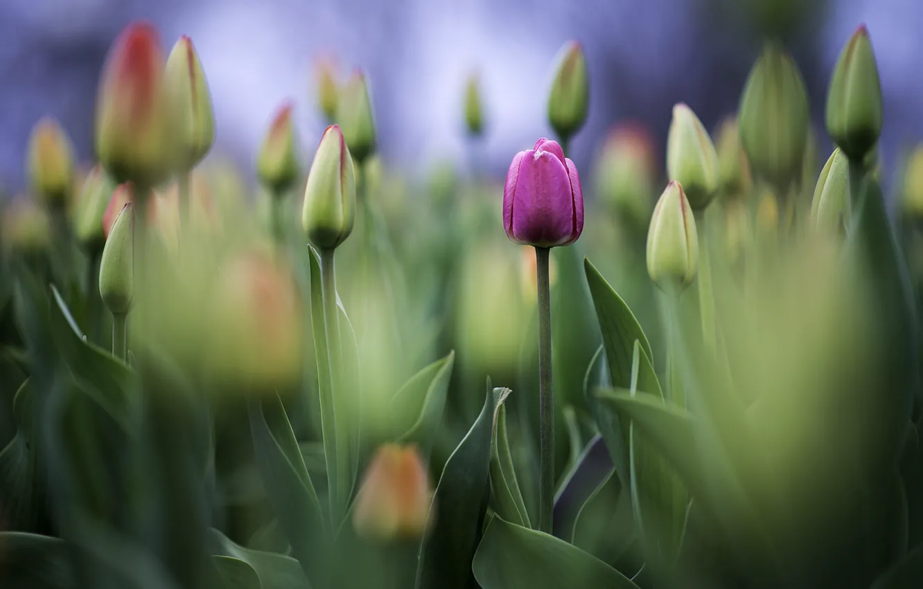 Фото обои тюльпан, бутон, тюльпаны, photo, photographer, Greg Stevenson