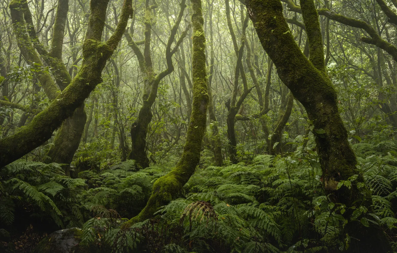 Фото обои лес, деревья, Португалия, папоротник, Мадейра, Portugal, Madeira