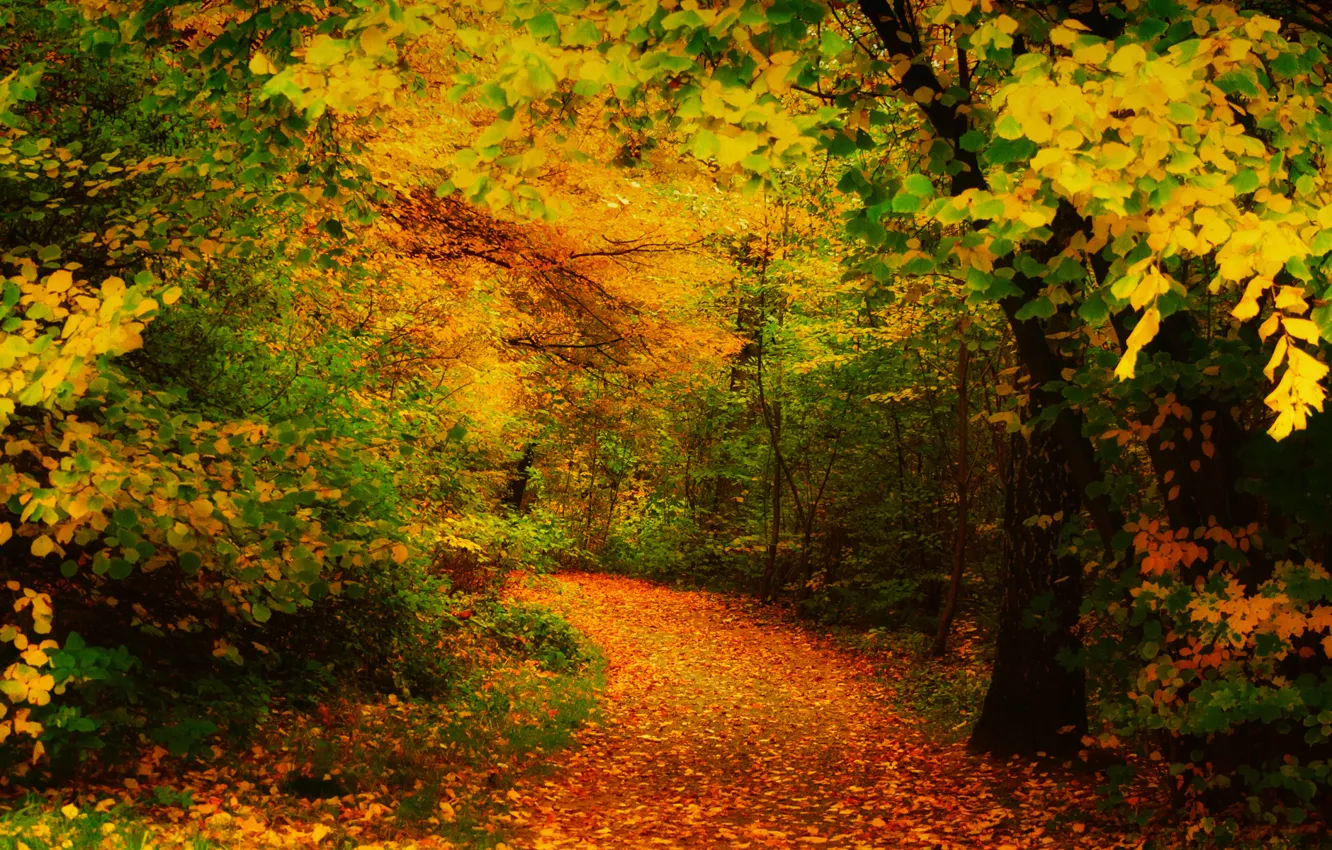 Фото обои осень, листья, деревья, желтые, дорожка