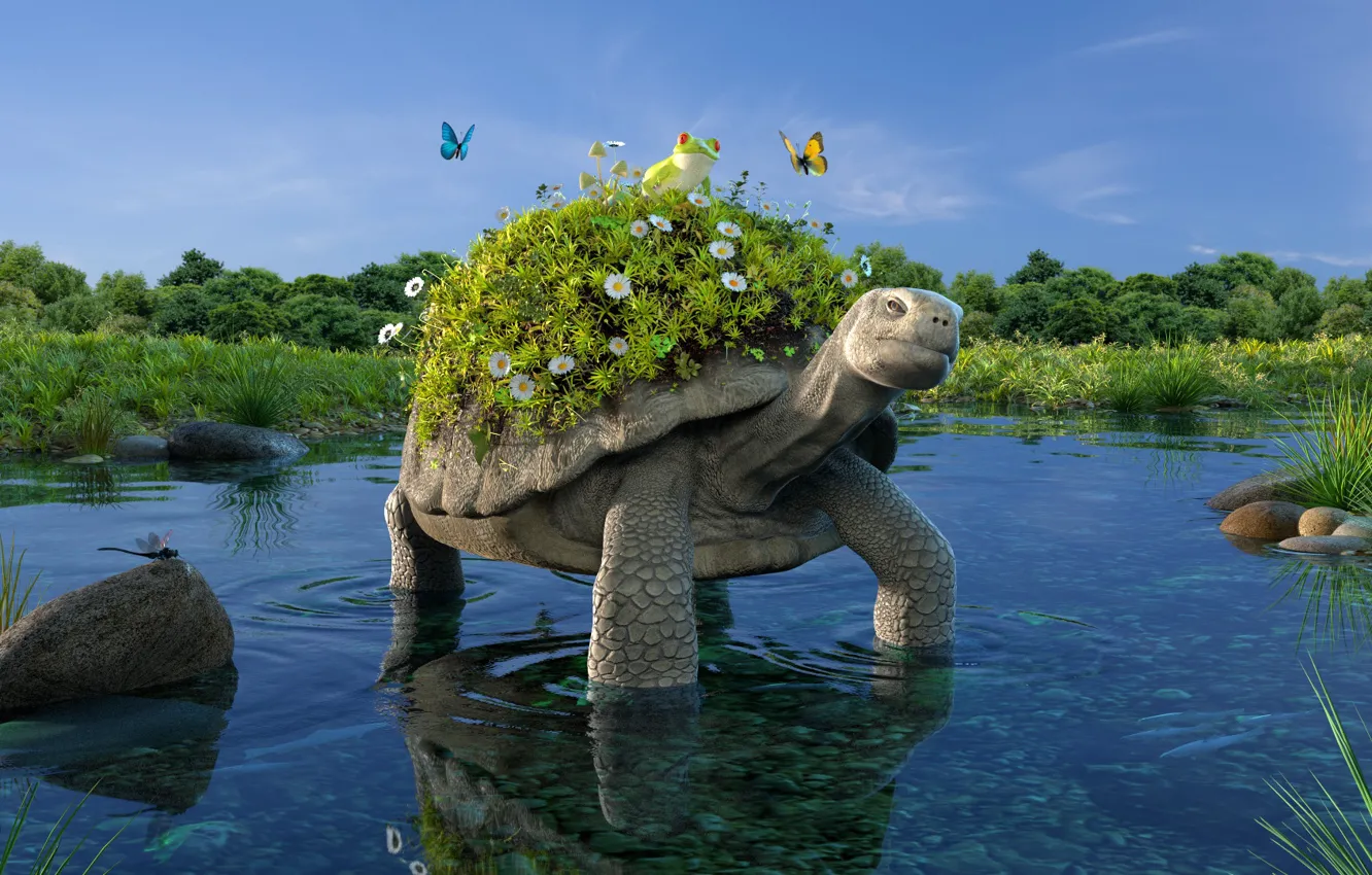 Фото обои лягушка, черепаха, водоём, turtle, Petite balade bucolique