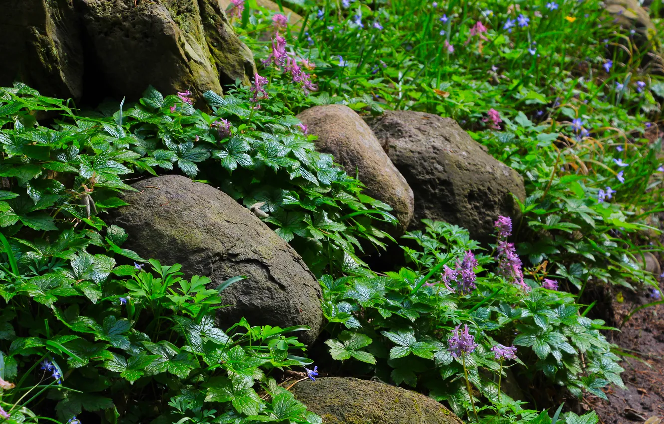 Фото обои flower, stones, plant, boulders