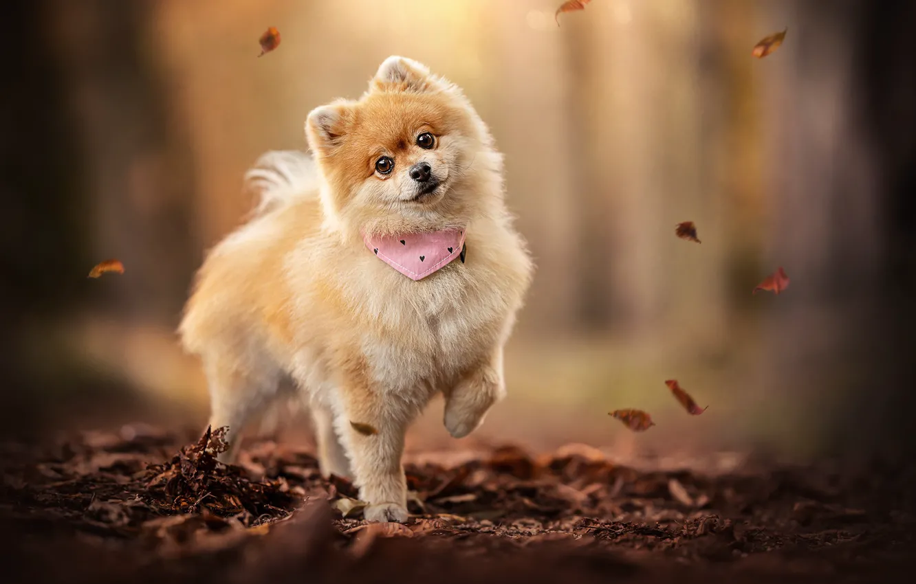 Фото обои осень, взгляд, листья, собака, мордашка, боке, шпиц