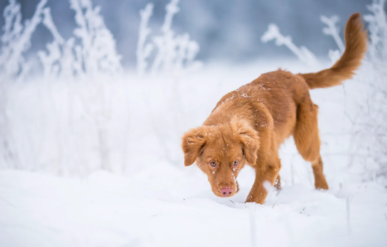 Фото обои зима, иней, поле, снег, природа, поза, собака, рыжий