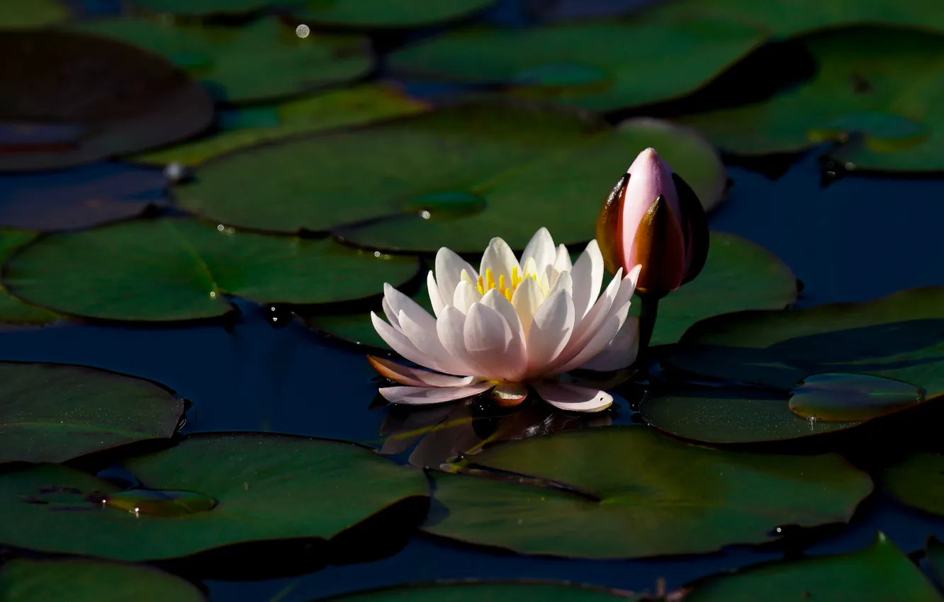 Фото обои цветок, листья, вода, свет, пруд, темный фон, бутон, кувшинка