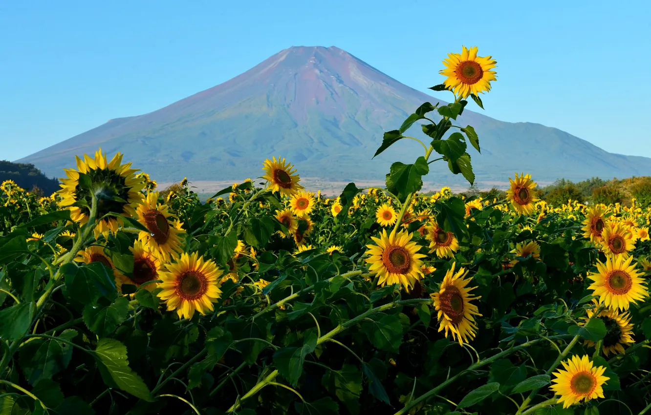 Фото обои поле, небо, цветы, гора, подсолнух, Япония, Фудзияма