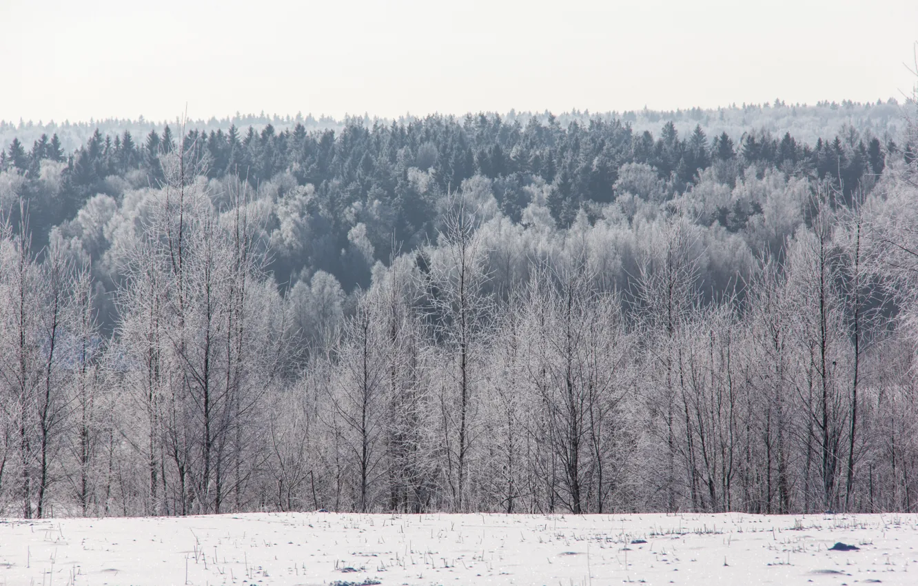 Фото обои зима, иней, лес, снег, деревья, горизонт, мороз, солнечно