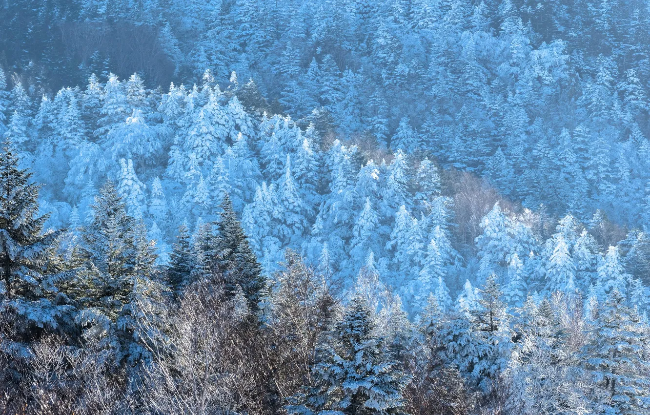 Фото обои зима, иней, лес, свет, снег, деревья, горы, ветки