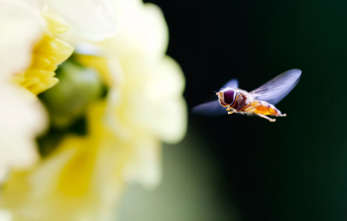 Фото обои цветок, макро, природа, муха, фокус, лепестки, насекомое, flower