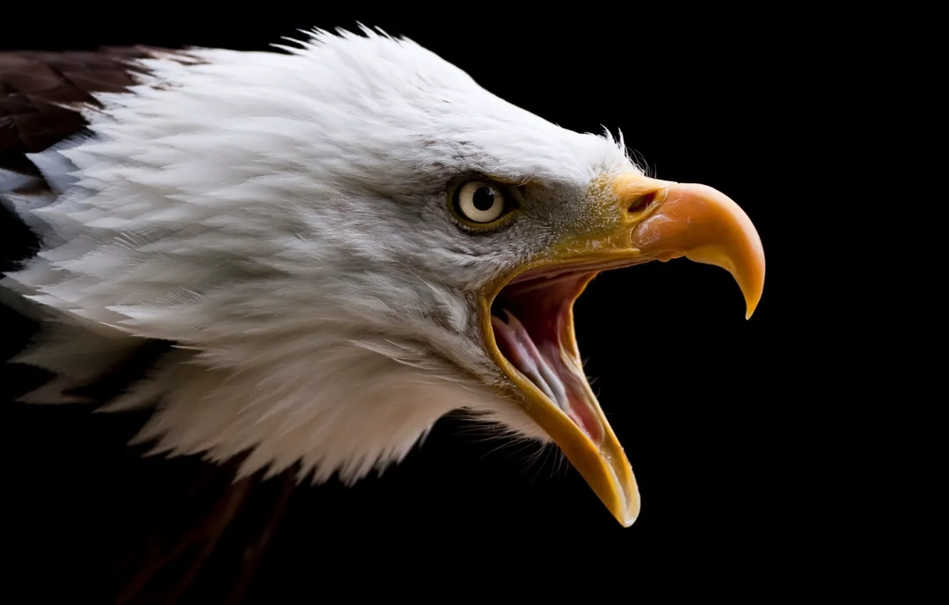 Фото обои bird, animal, vertebrate, eagle high resolution widescreen