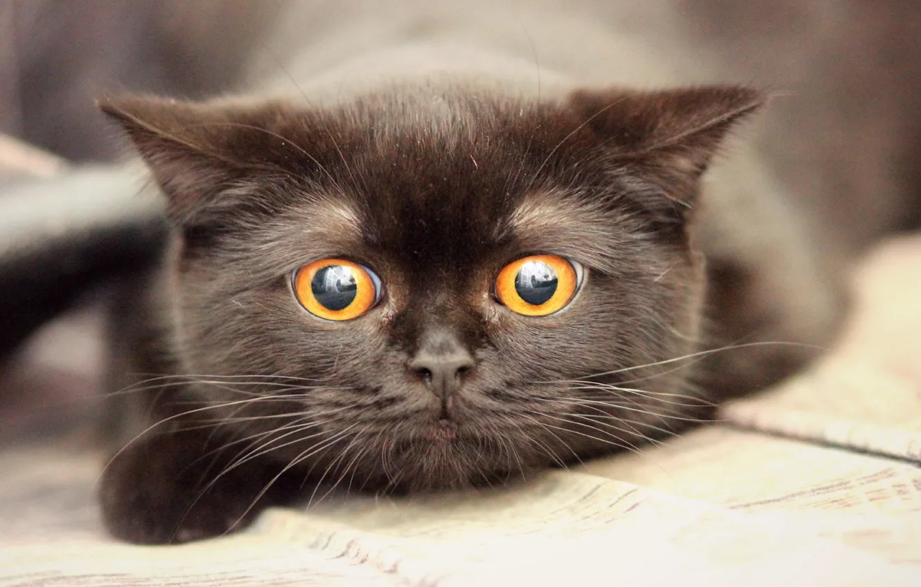 Фото обои глаза, кот, взгляд, черный, газета