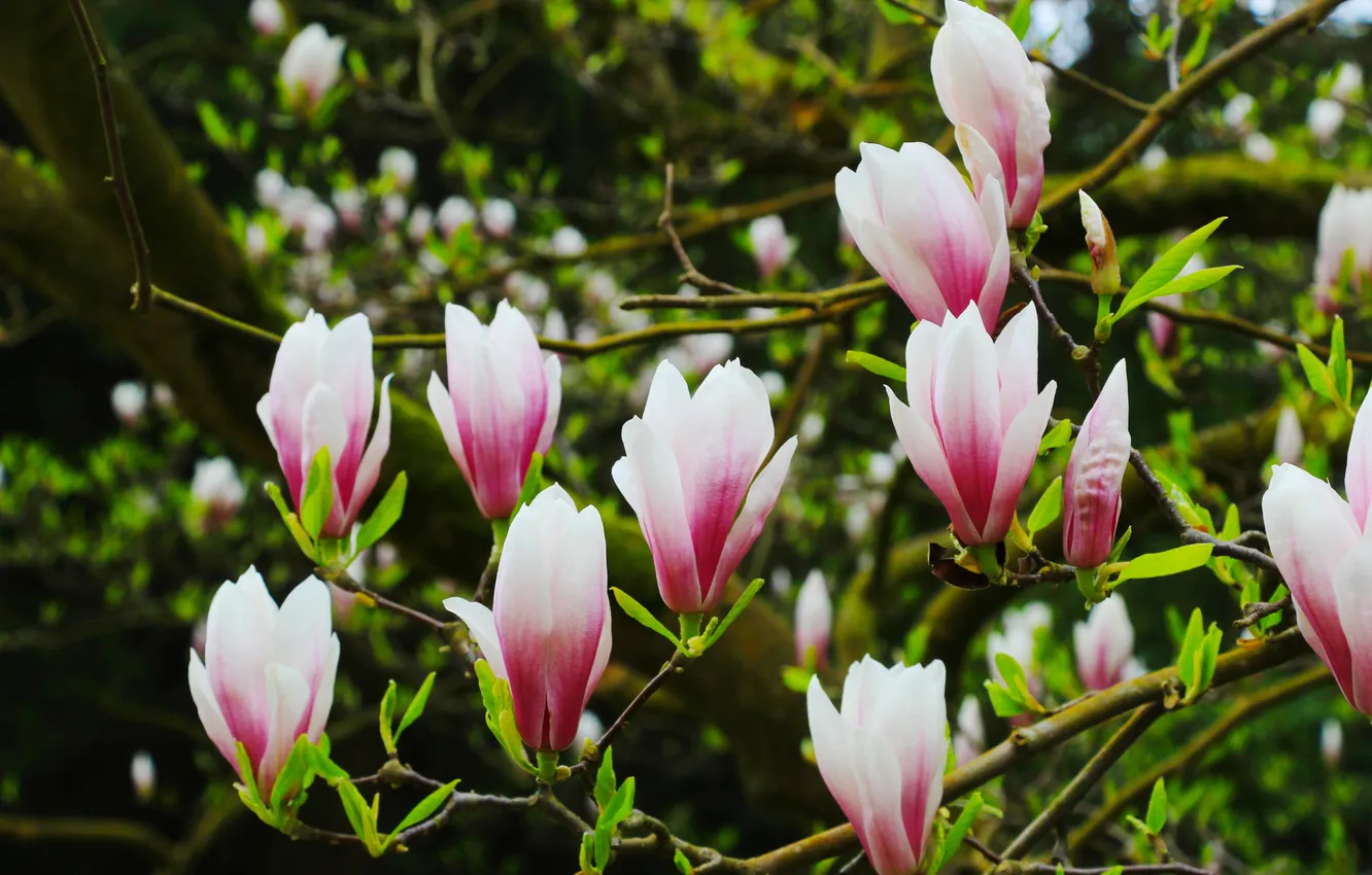 Фото обои flower, spring, magnolia, twigs