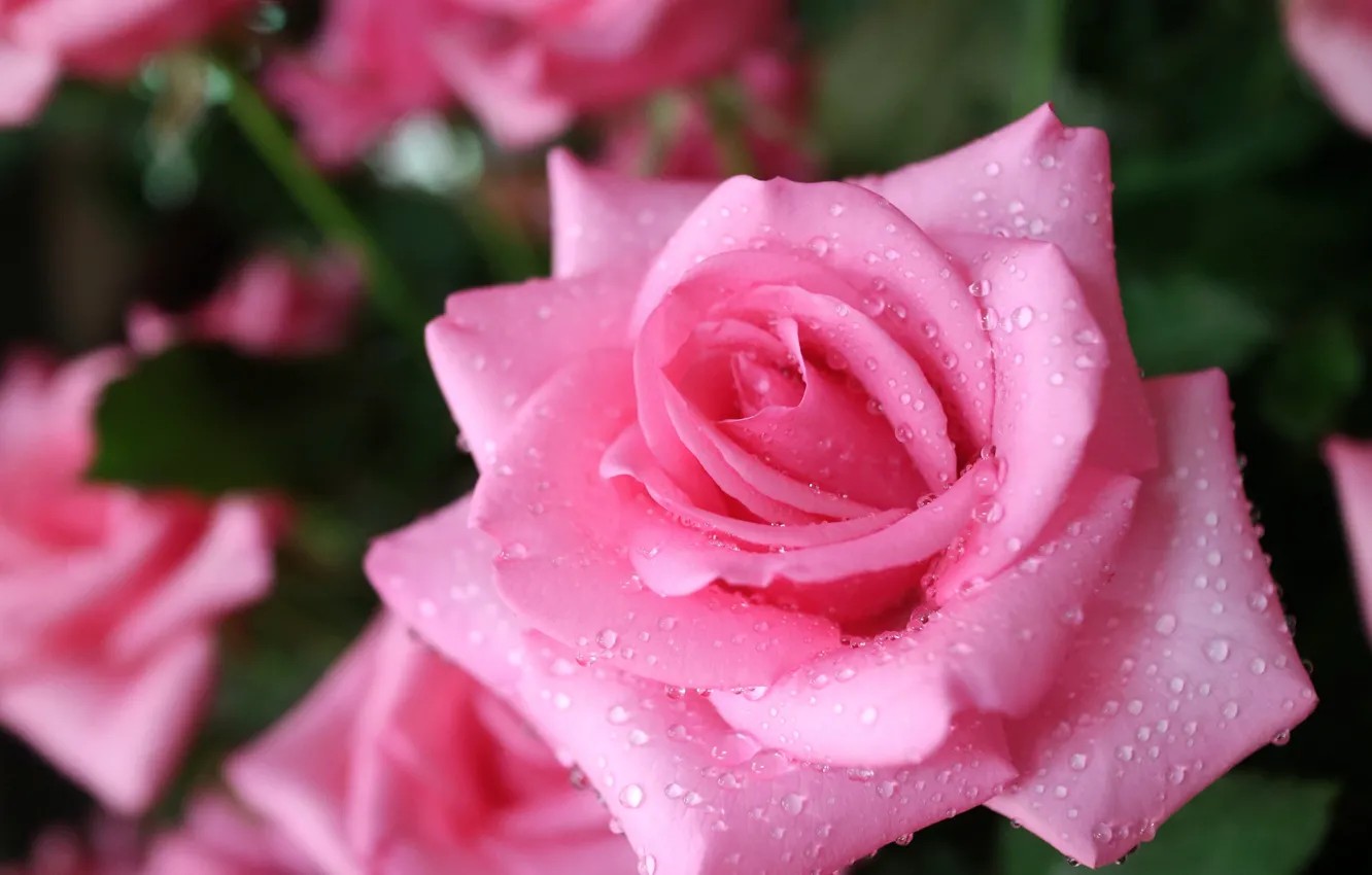 Фото обои капли, макро, природа, дождь, роза, куст, воды, бутоны