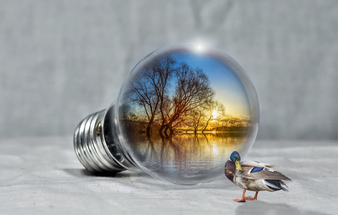 Фото обои лампочка, закат, озеро, релакс, утка