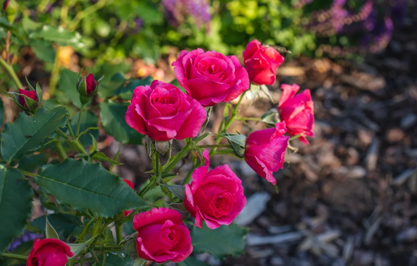 Фото обои яркие, розы, ветка, сад, розовые, боке
