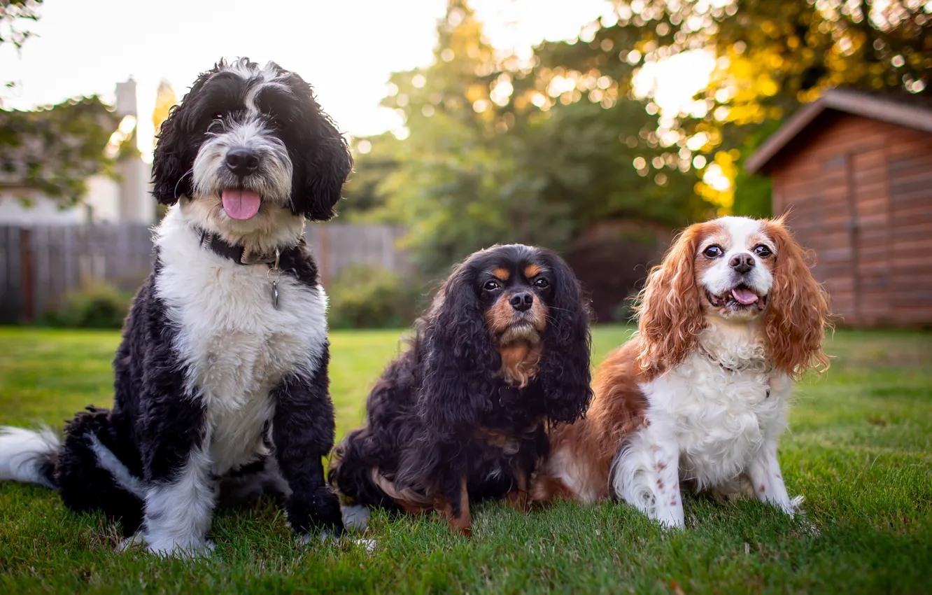 Фото обои собаки, двор, три, трио, друзья, троица, три собаки