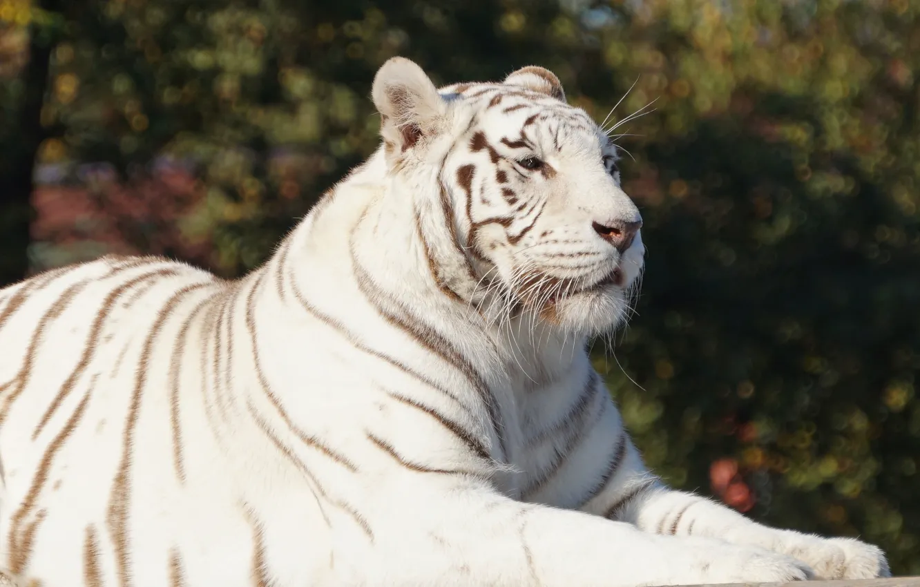 Фото обои белый, взгляд, морда, свет, природа, тигр, поза, лапы