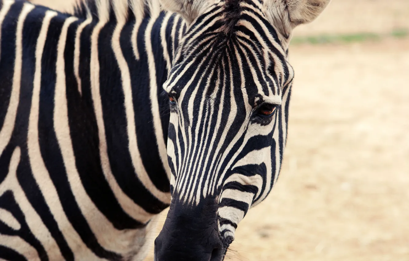 Фото обои зебра, white, black, stripes lines