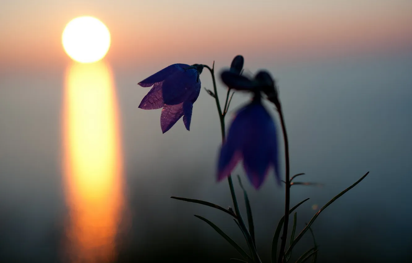 Фото обои цветок, пейзаж, закат