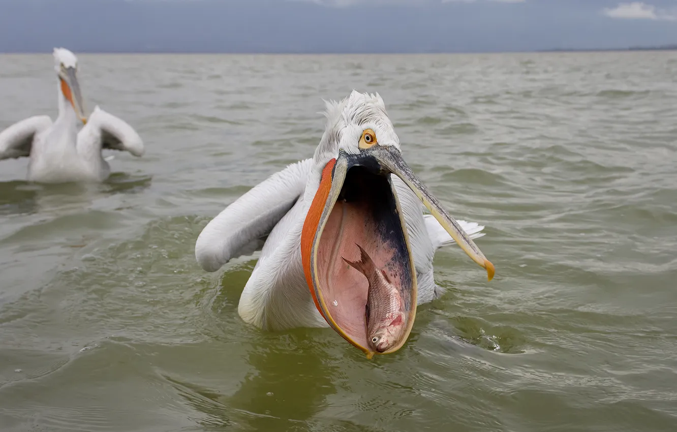 Фото обои море, рыба, пеликан