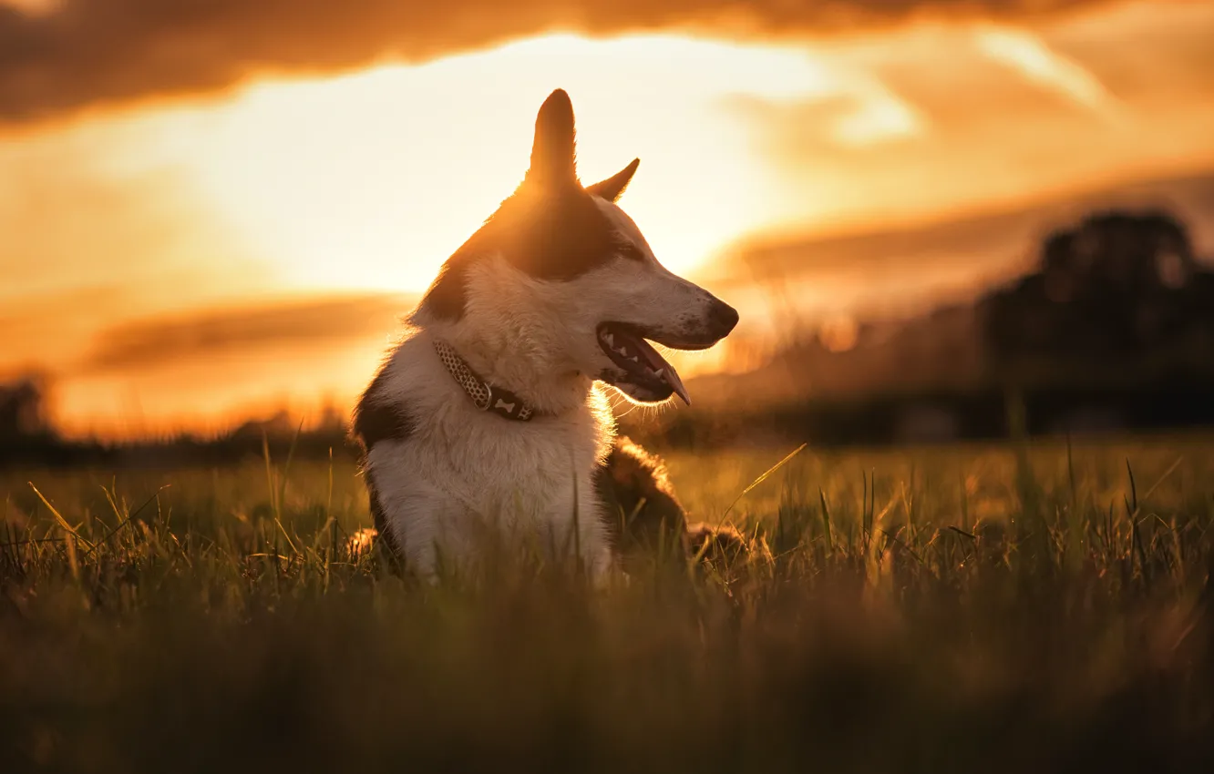 Фото обои закат, природа, собака, луг, Бордер-колли