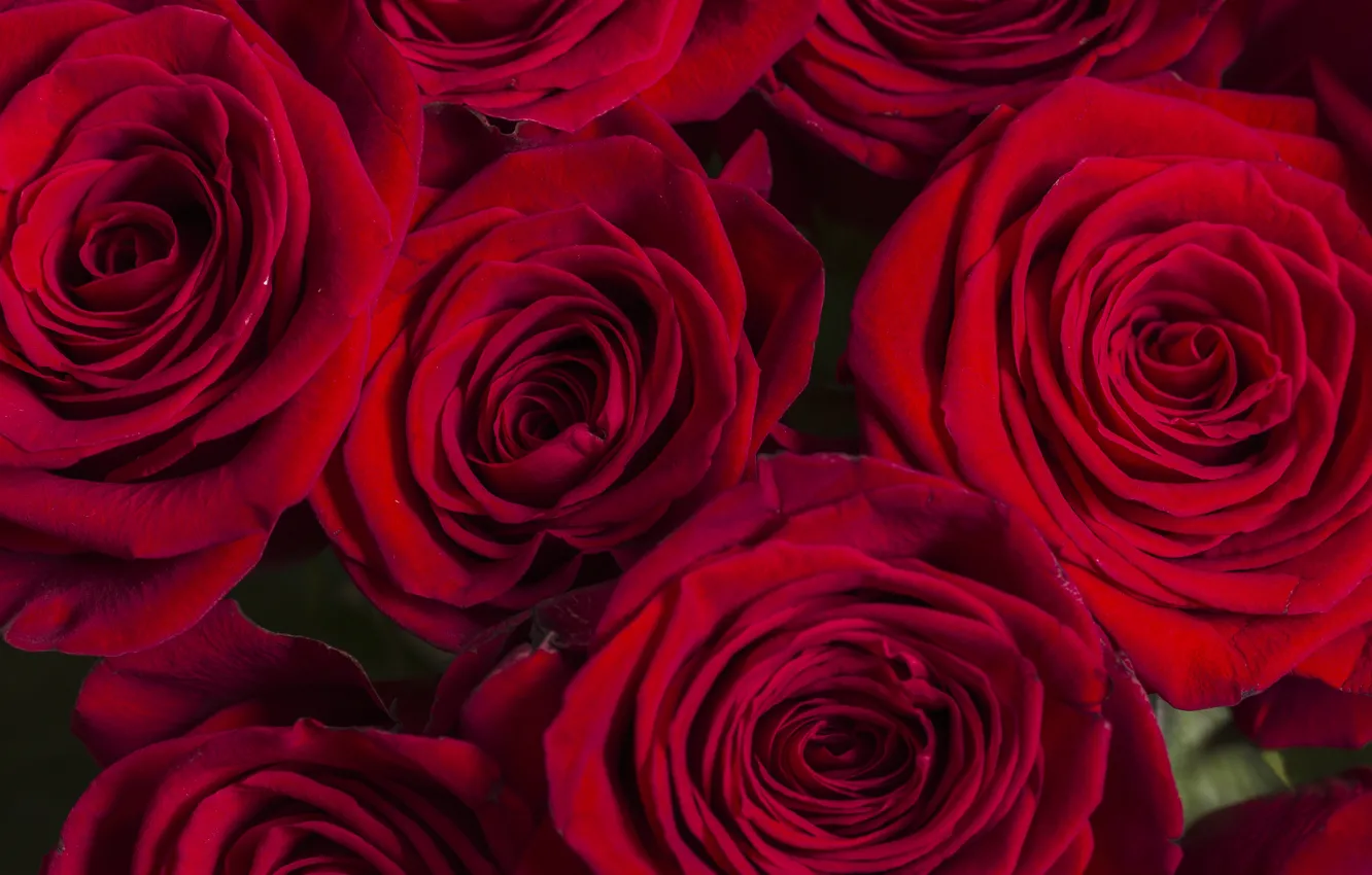 Фото обои розы, Букет, красные