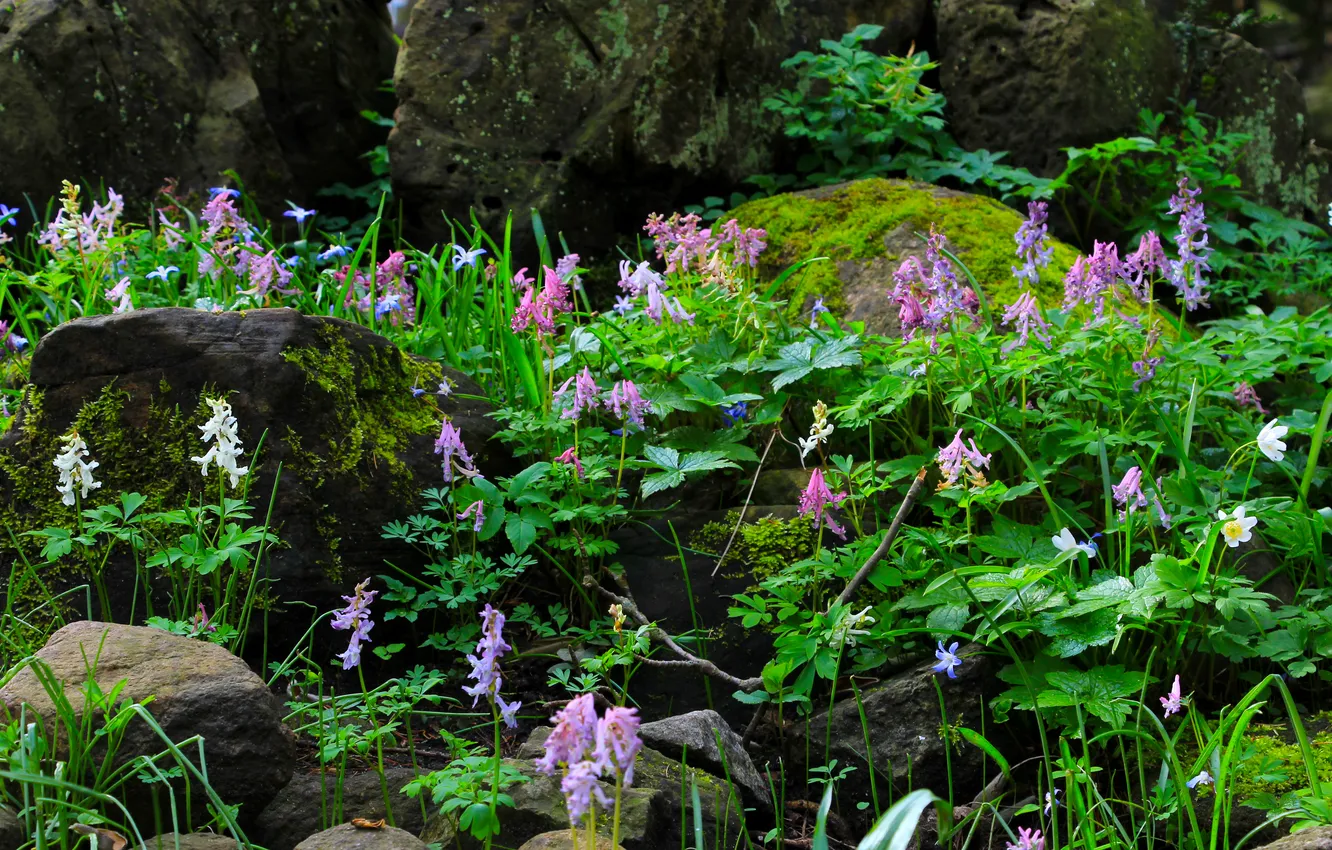 Фото обои flower, stones, plant
