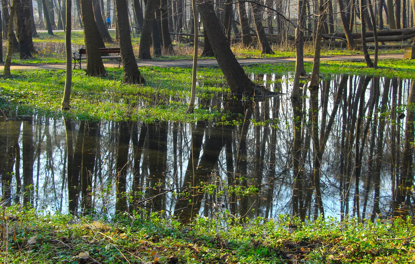 Фото обои forest, water, park, tree