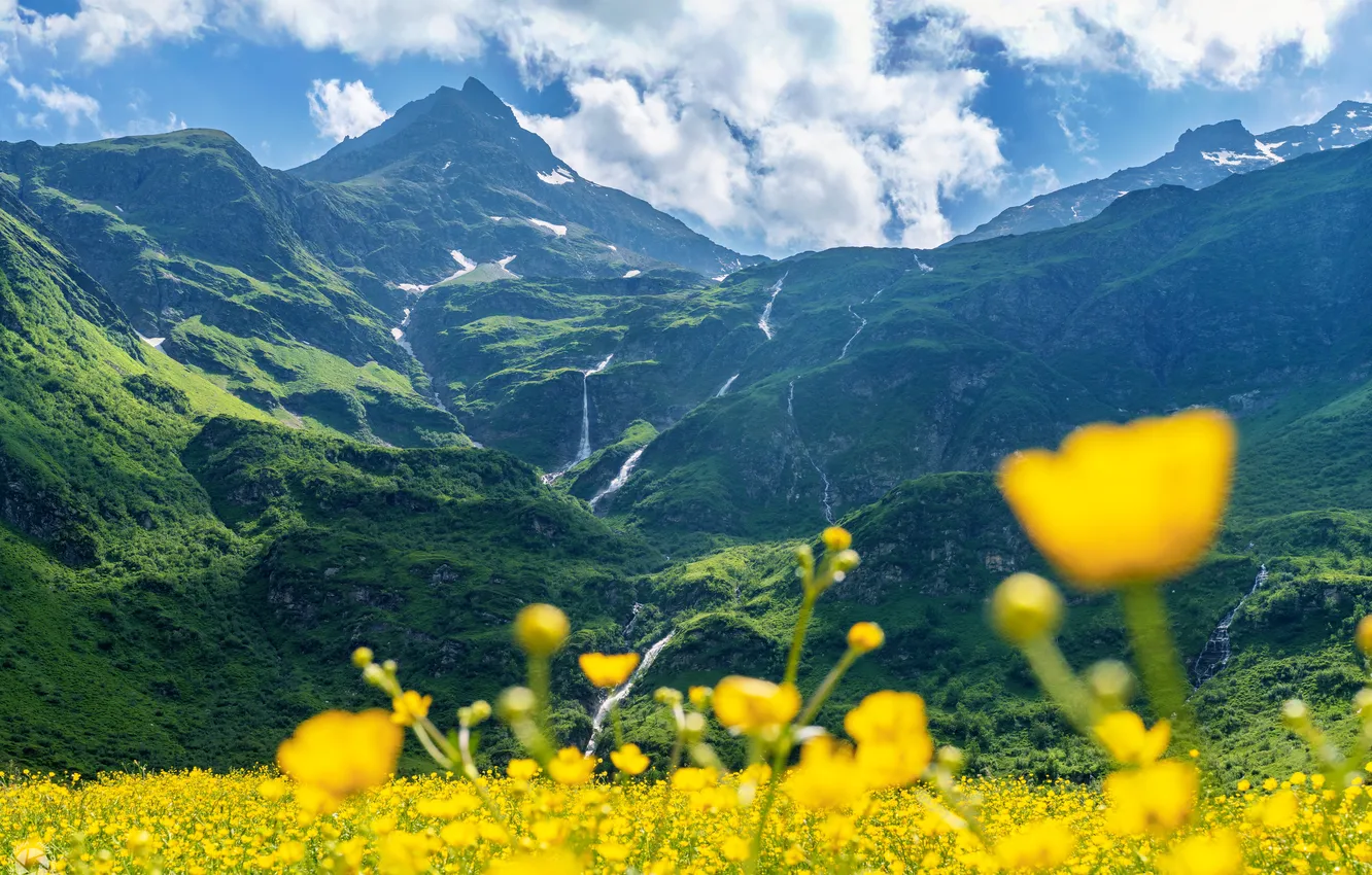 Фото обои поле, цветы, горы