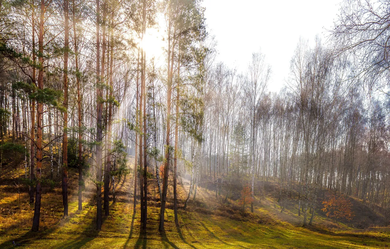 Фото обои лес, свет, весна, утро