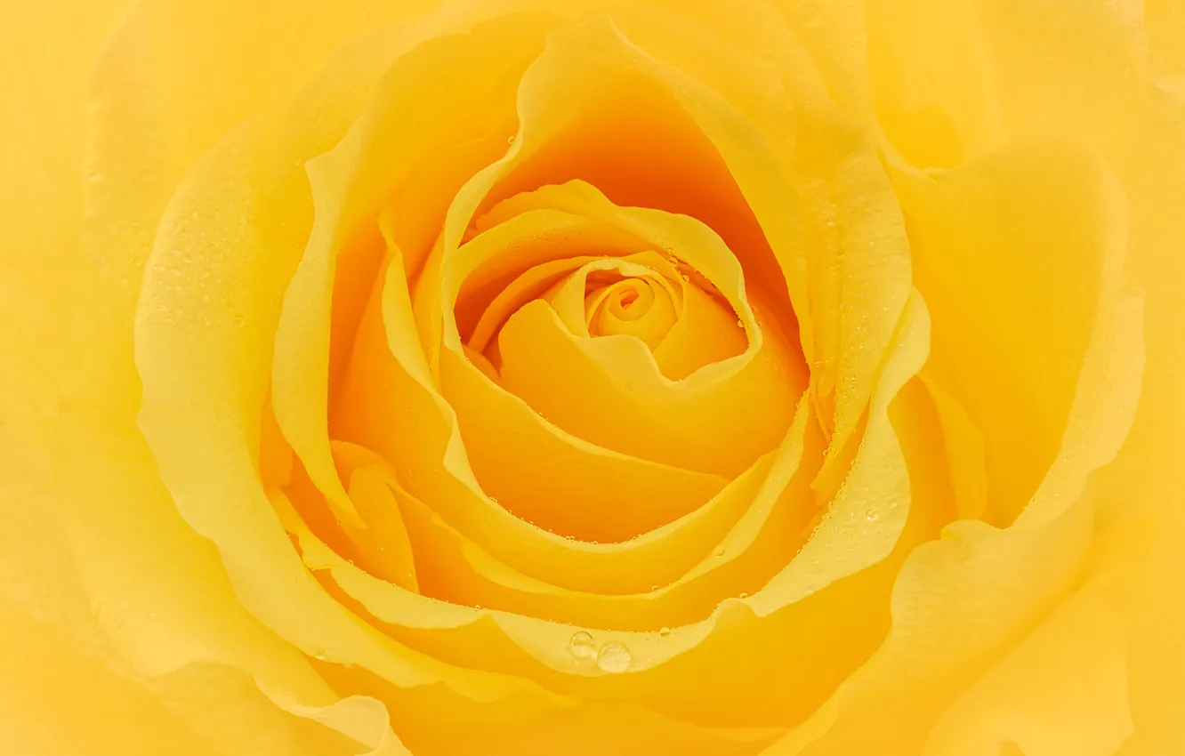 Фото обои макро, желтый, роза, лепестки